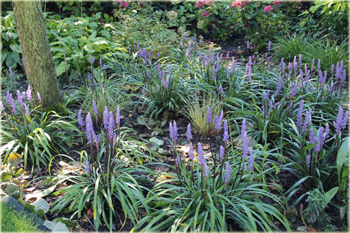 Liriope szafirkowata Money Maker Liriope muscari