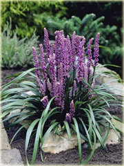 Liriope szafirkowata Money Maker Liriope muscari