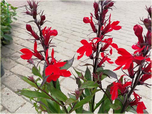 Lobelia czerwona Lobelia cardinalis