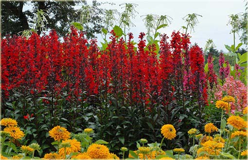 Lobelia czerwona Lobelia cardinalis