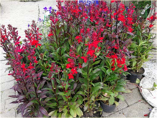 Lobelia czerwona Lobelia cardinalis