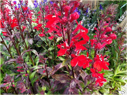 Lobelia czerwona Lobelia cardinalis