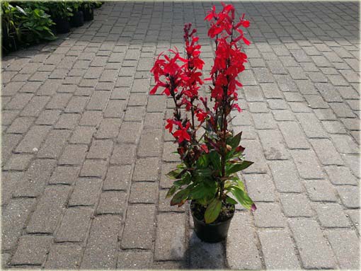 Lobelia czerwona Lobelia cardinalis