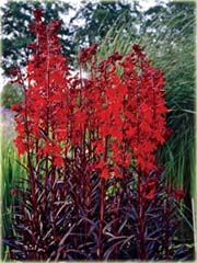 Lobelia czerwona Lobelia cardinalis
