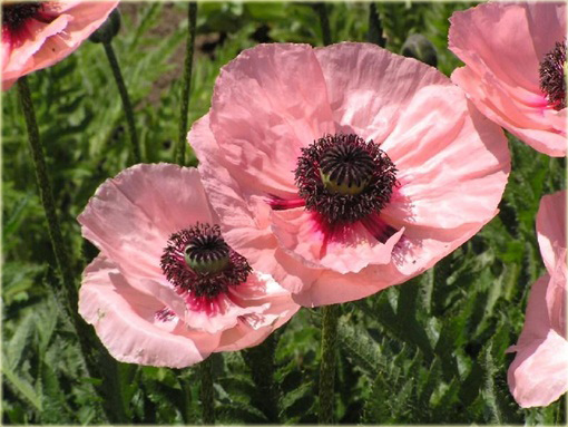 Mak wschodni Papaver orientale