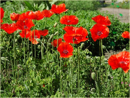 Mak wschodni Papaver orientale