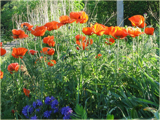 Mak wschodni Papaver orientale