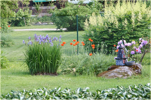 Mak wschodni Papaver orientale
