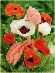 Mak wschodni Papaver orientale