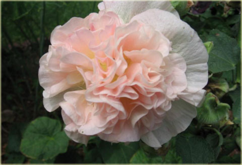 Malwa pełna Peaches Dreams różowa Alcea rosea Peaches Dreams