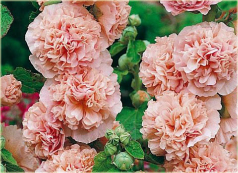 Malwa pełna Peaches Dreams różowa Alcea rosea Peaches Dreams