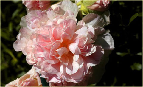 Malwa pełna Peaches Dreams różowa Alcea rosea Peaches Dreams