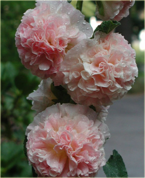 Malwa pełna Peaches Dreams różowa Alcea rosea Peaches Dreams