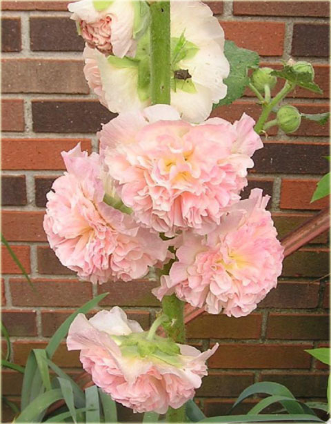 Malwa pełna Peaches Dreams różowa Alcea rosea Peaches Dreams