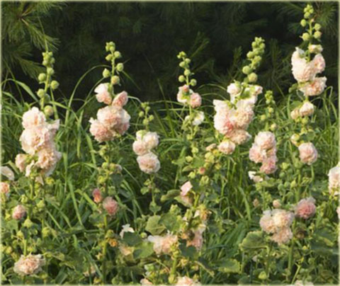 Malwa pełna Peaches Dreams różowa Alcea rosea Peaches Dreams