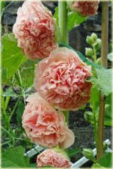 Malwa pełna Peaches Dreams różowa Alcea rosea Peaches Dreams