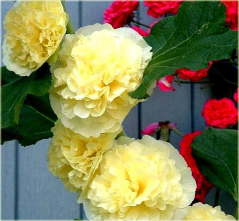 Malwa pełna zółta Alcea rosea