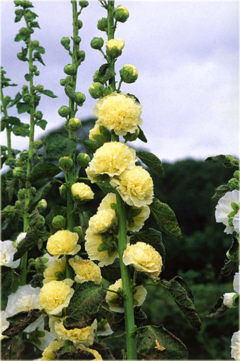 Malwa pełna zółta Alcea rosea