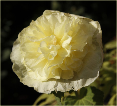 Malwa pełna zółta Alcea rosea