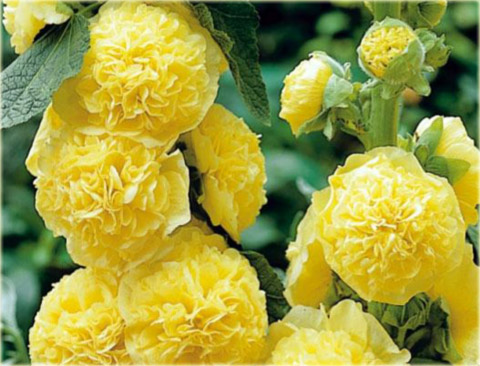 Malwa pełna zółta Alcea rosea