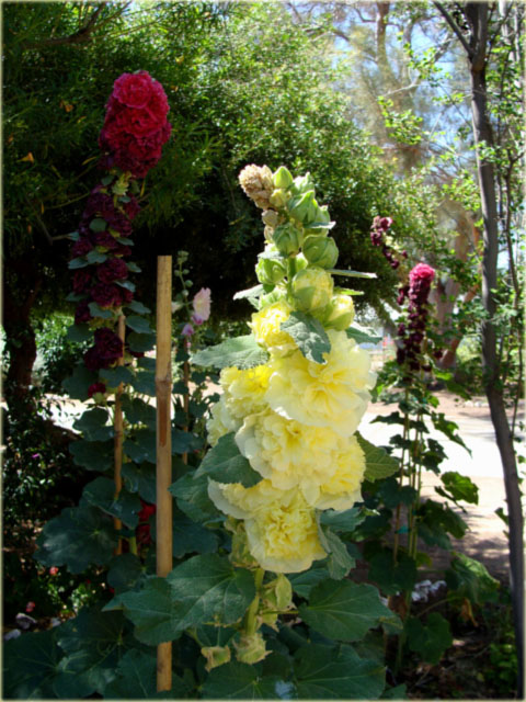 Malwa pełna zółta Alcea rosea