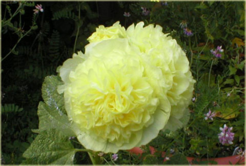 Malwa pełna zółta Alcea rosea