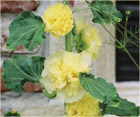 Malwa pełna zółta Alcea rosea