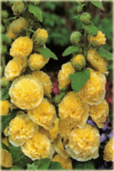 Malwa pełna zółta Alcea rosea