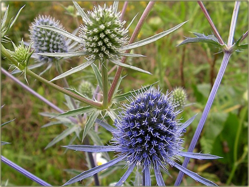 Mikołajek płaskolistny Eryngium planum