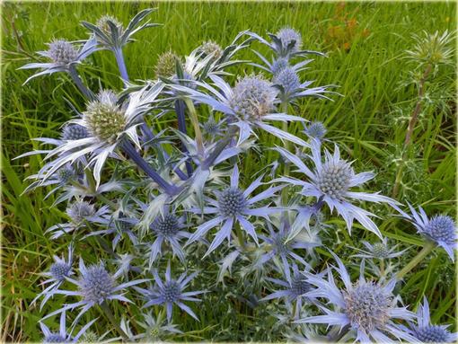 Mikołajek płaskolistny Eryngium planum