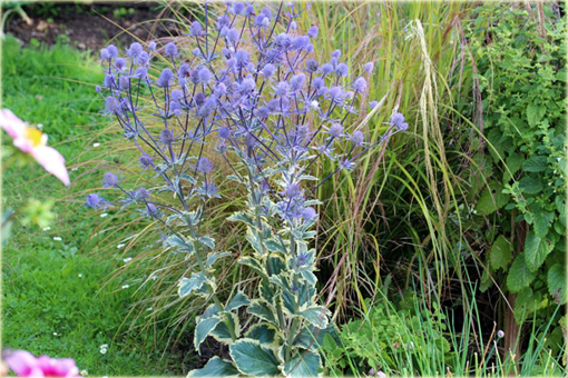 Mikołajek płaskolistny Eryngium planum