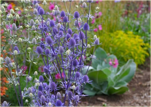 Mikołajek płaskolistny Eryngium planum