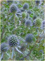 Mikołajek płaskolistny Eryngium planum