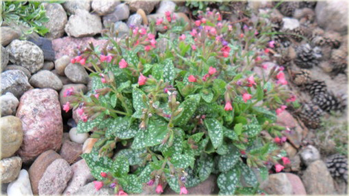 Miodunka pstra Pulmonaria saccharata