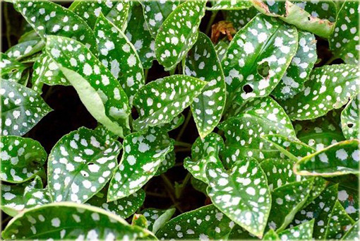 Miodunka pstra Pulmonaria saccharata