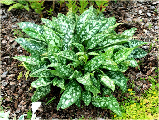 Miodunka pstra Pulmonaria saccharata
