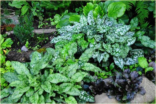 Miodunka pstra Pulmonaria saccharata