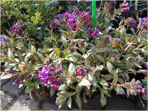 Miodunka pstra Pulmonaria saccharata