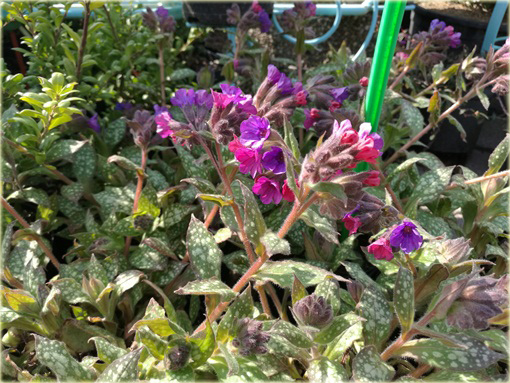 Miodunka pstra Pulmonaria saccharata