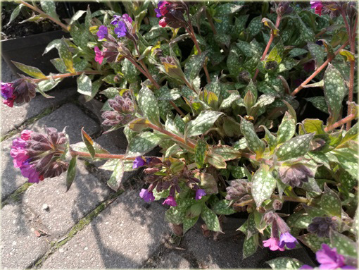 Miodunka pstra Pulmonaria saccharata
