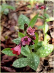 Miodunka pstra Pulmonaria saccharata