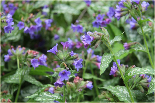 Miodunka Trevi Fountain Pulmonaria trevi fountain
