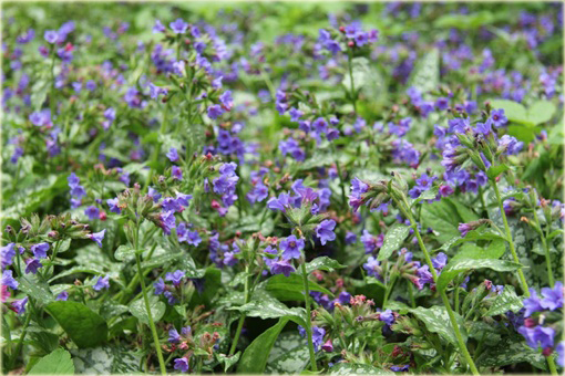 Miodunka Trevi Fountain Pulmonaria trevi fountain