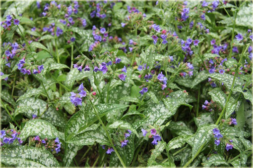 Miodunka Trevi Fountain Pulmonaria trevi fountain