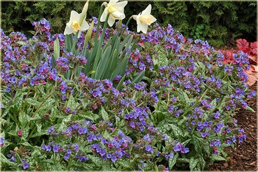 Miodunka Trevi Fountain Pulmonaria trevi fountain