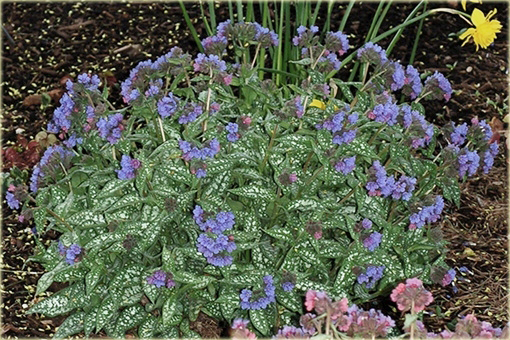 Miodunka Trevi Fountain Pulmonaria trevi fountain