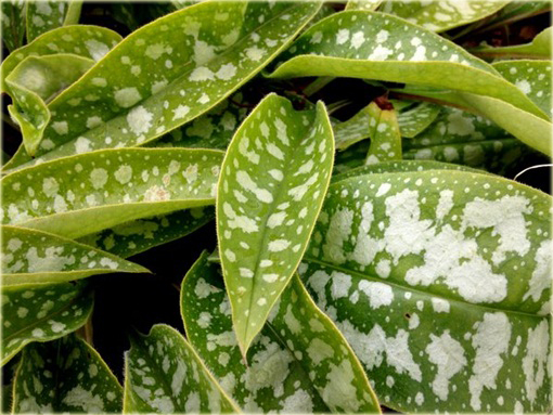 Miodunka Trevi Fountain Pulmonaria trevi fountain