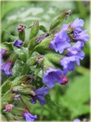 Miodunka Trevi Fountain Pulmonaria trevi fountain