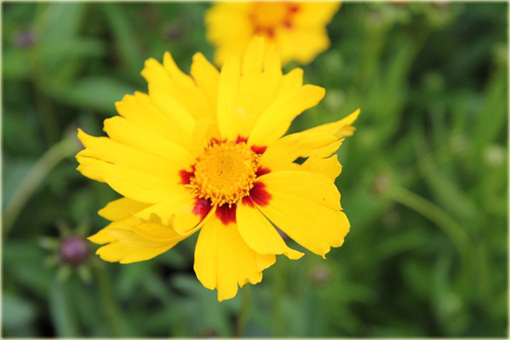 Nachyłek wielkokwiatowy żółty Coreopsis grandiflora