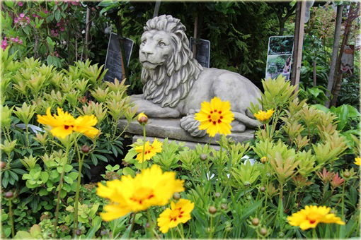 Nachyłek wielkokwiatowy żółty Coreopsis grandiflora